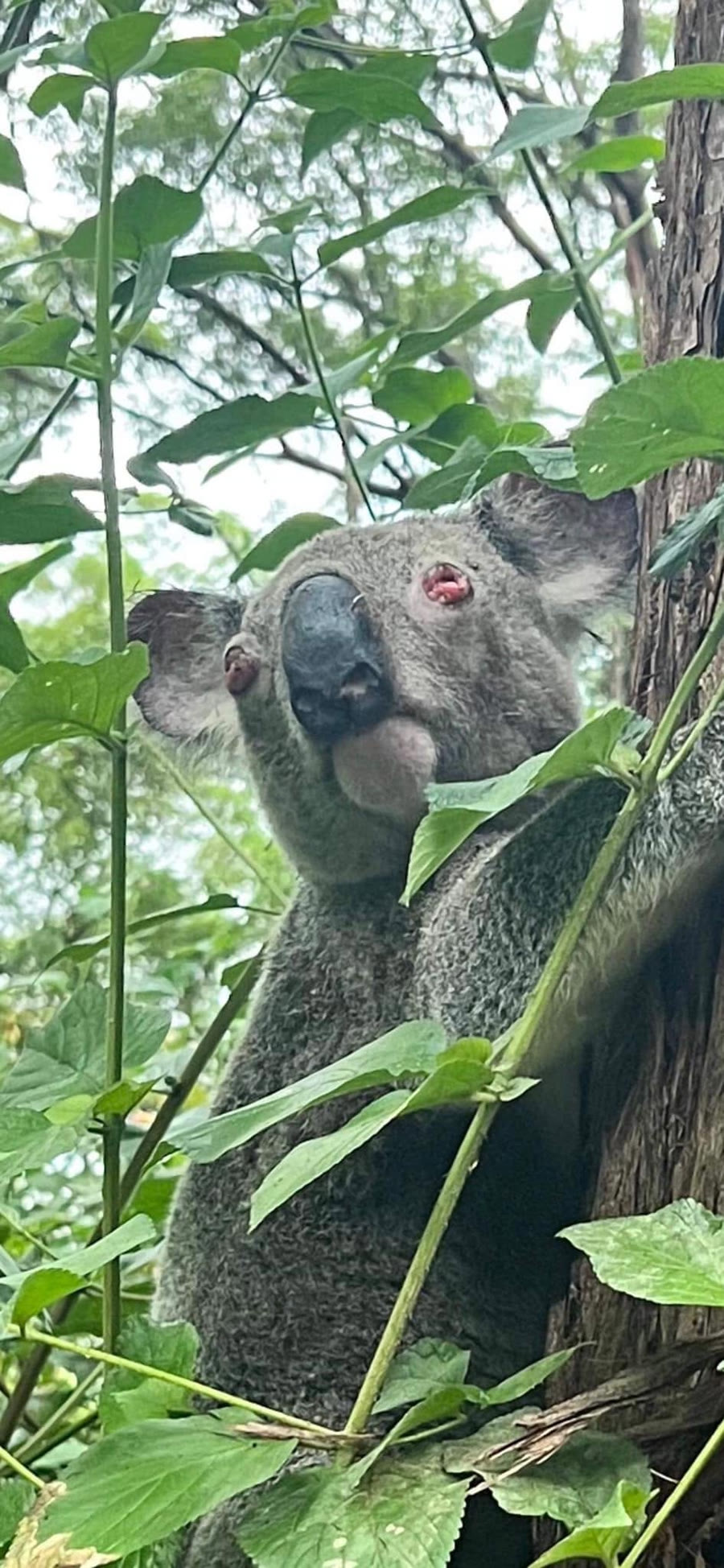 Anzac resting in a tree after treatment and successful release
