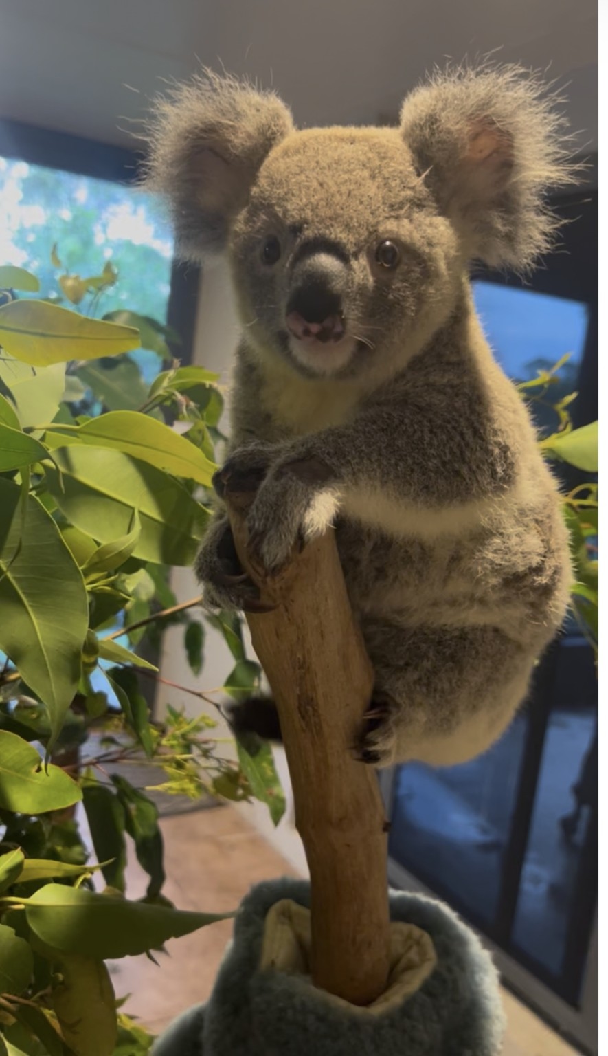 Brioche holding a branch among fresh eucalyptus leaves while in care