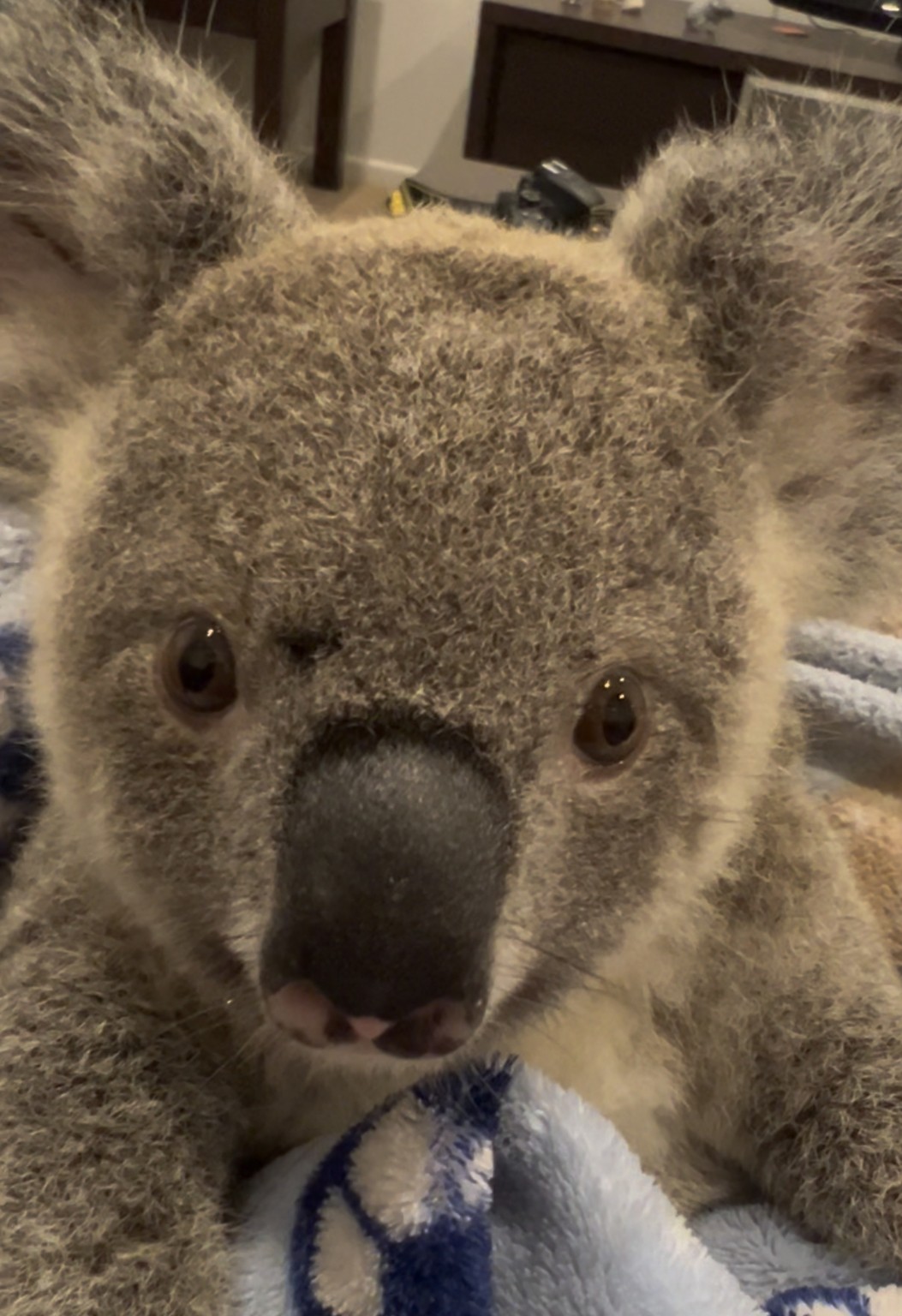 Close-up portrait of Brioche looking towards the camera while resting safely in care