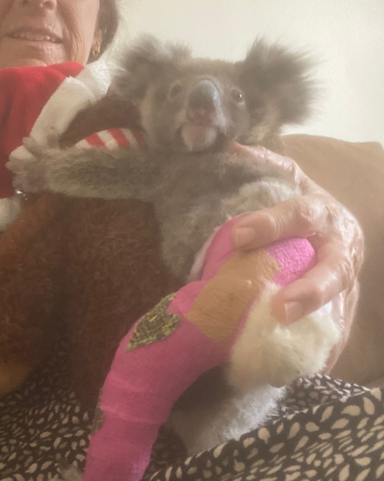 Gadgets the koala being held safely in care with his injured leg supported in a bright pink cast