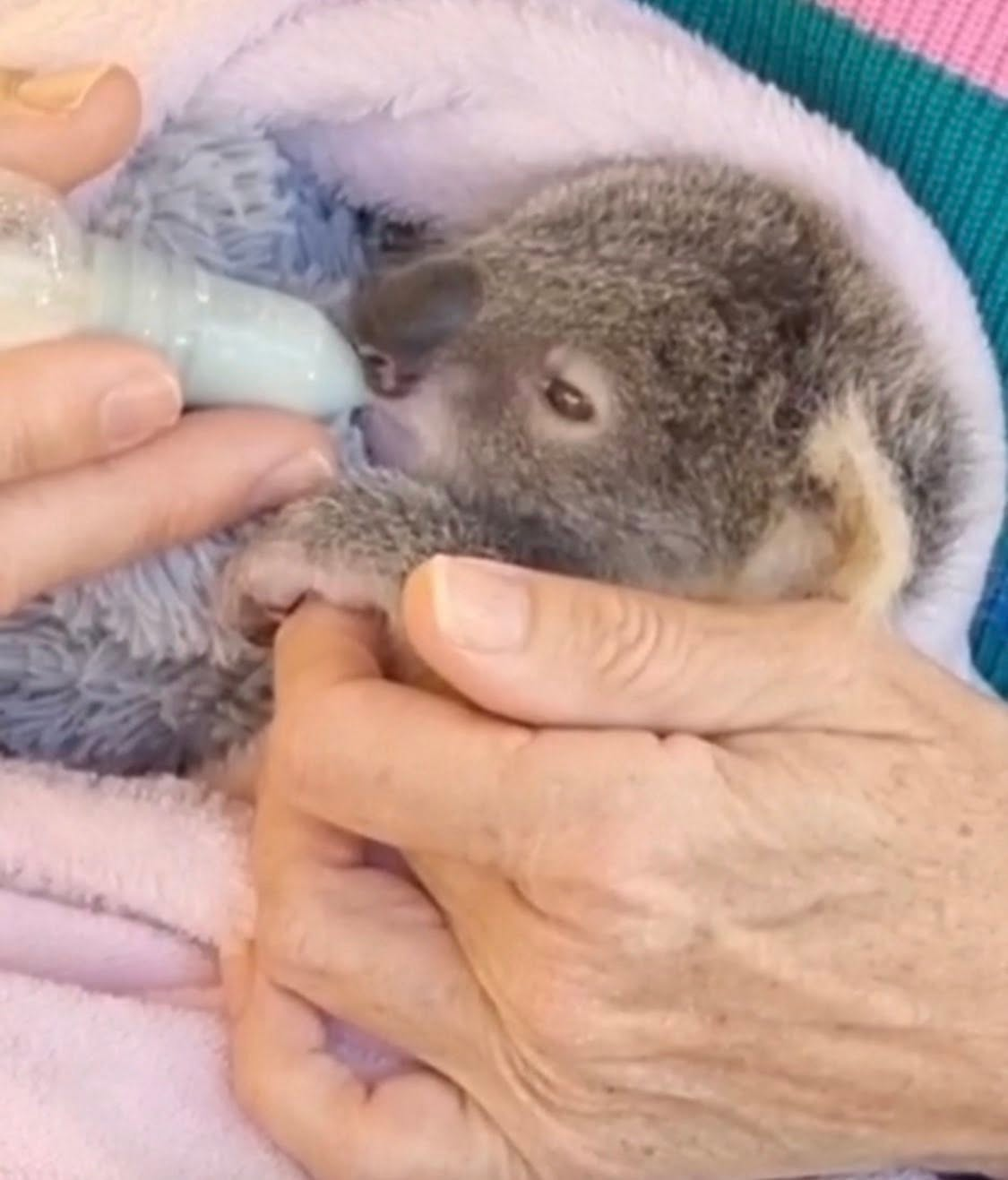 Little Lola, a tiny orphaned koala joey, being bottle-fed while wrapped warmly in a blanket