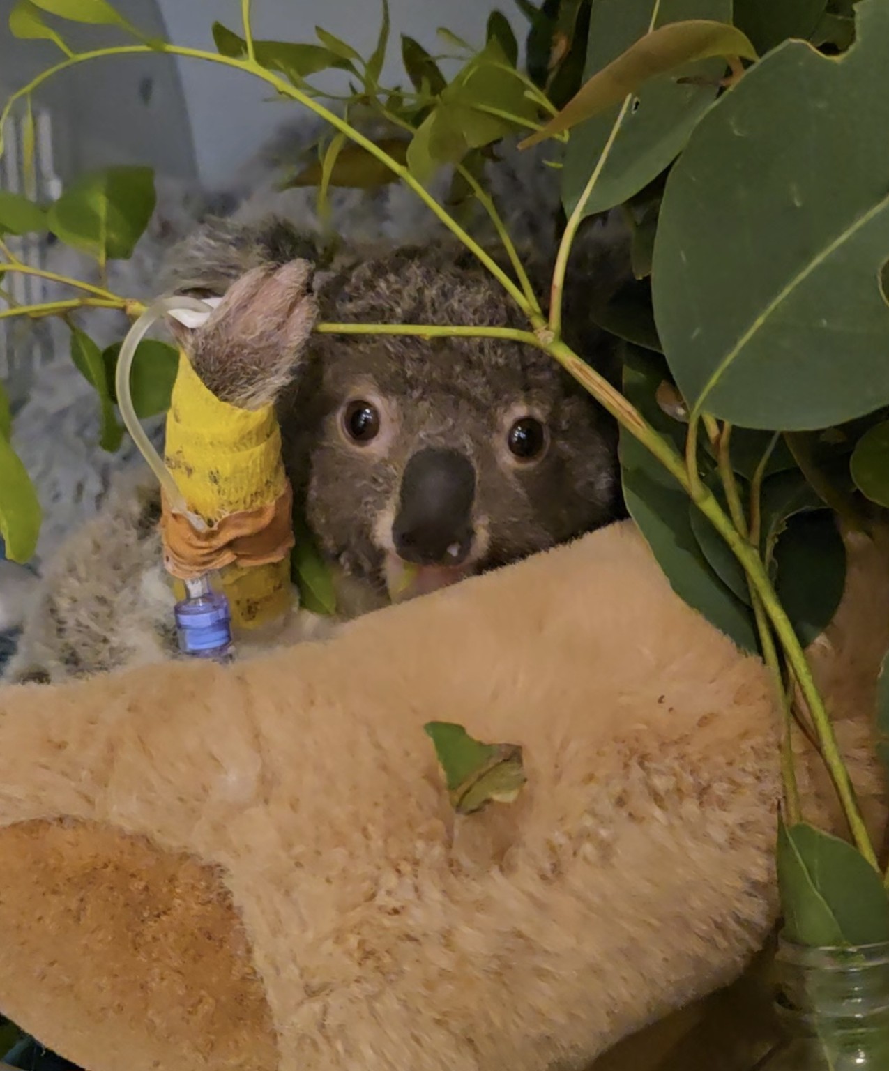 Logie, an orphaned koala joey, resting safely among eucalyptus leaves during specialist care