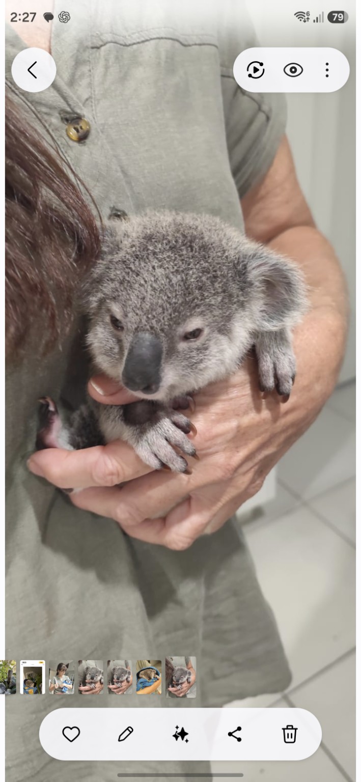Prince, a young koala, being held safely by an experienced wildlife carer