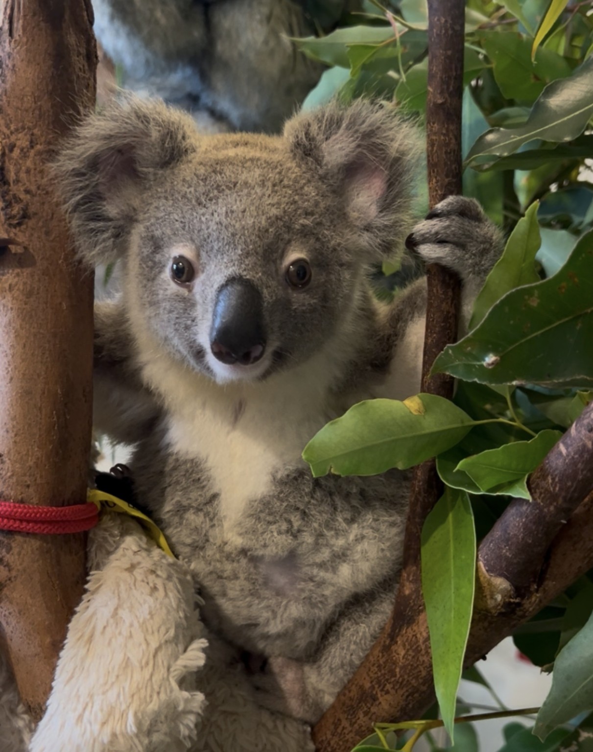 Tortellini sitting among eucalyptus leaves and branches while in care